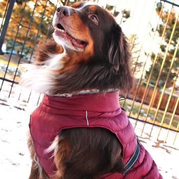 large dog winter coat