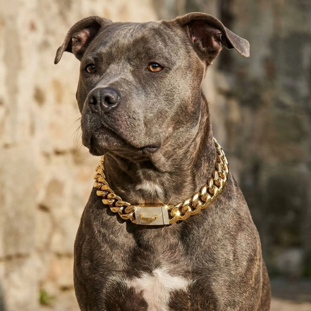 pitbull dog chain collar with bling