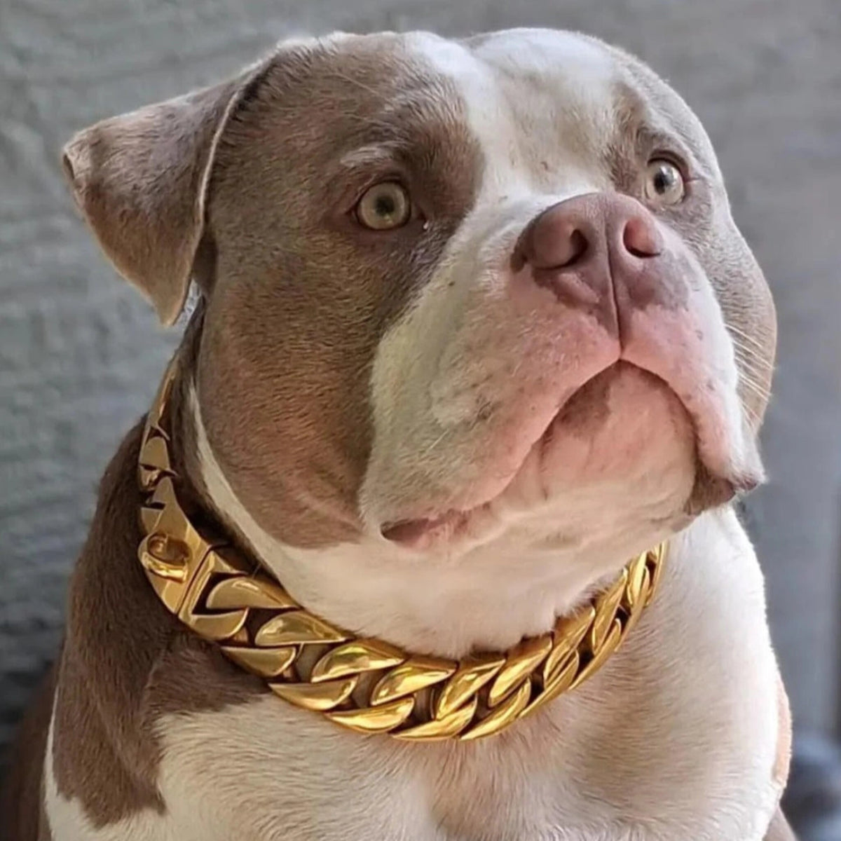 pitbull chain collar