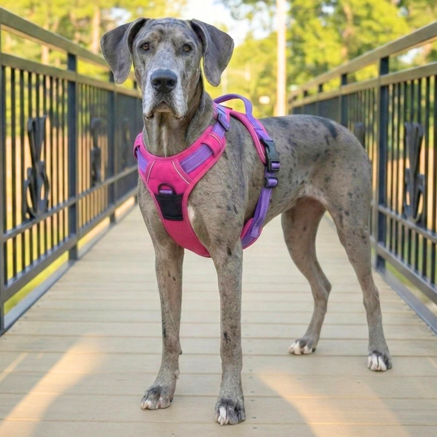 large dog harness