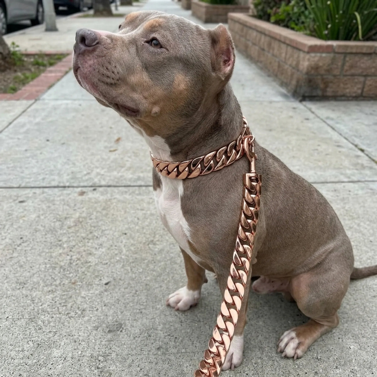 Rose Gold Cuban Link Dog Chain Collar