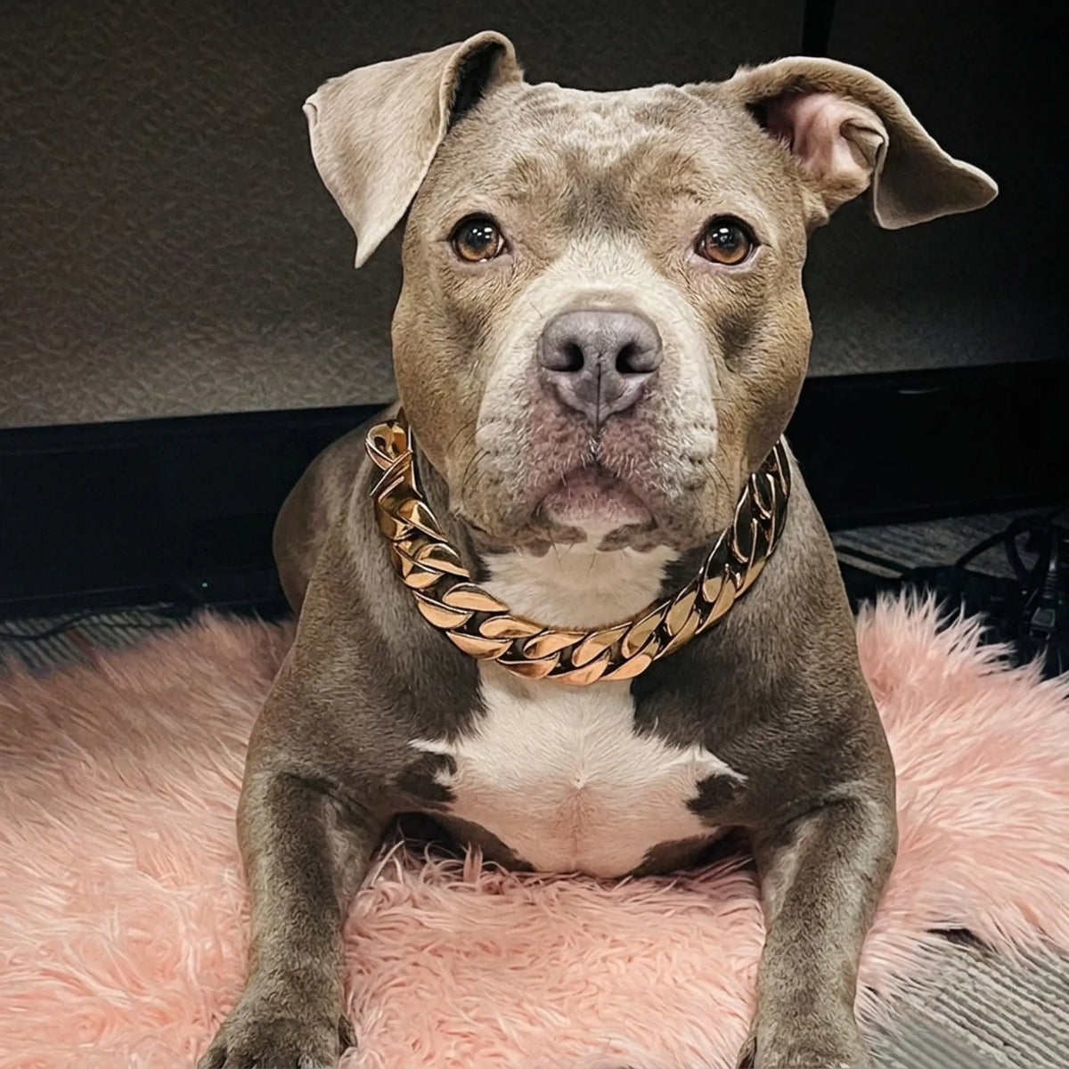 Rose Gold Cuban Link Dog Chain Collar