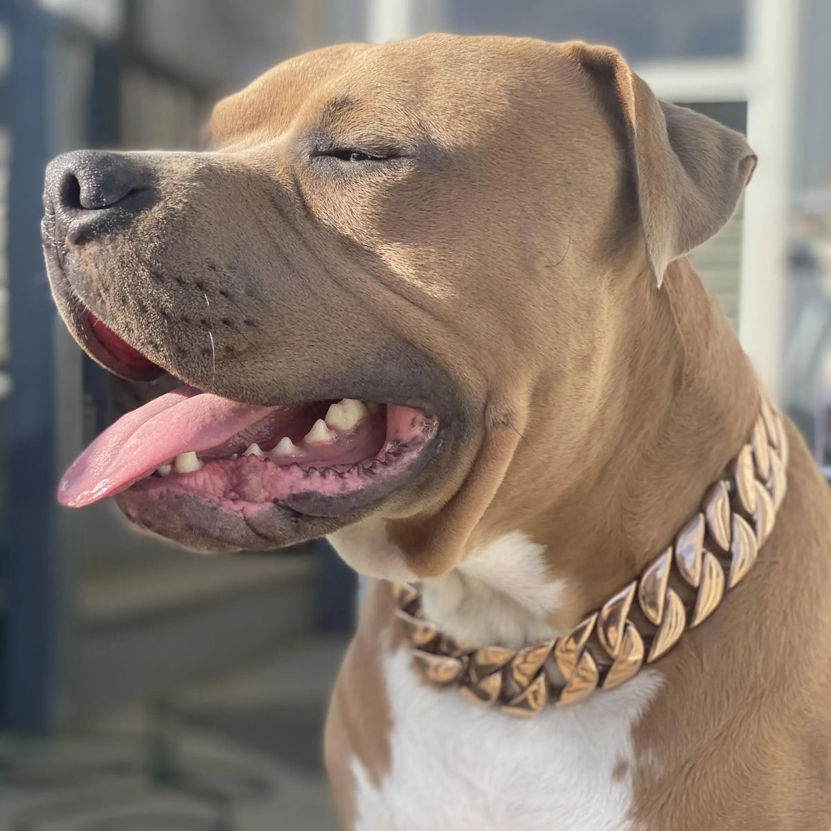 Rose Gold Cuban Link Dog Chain Collar