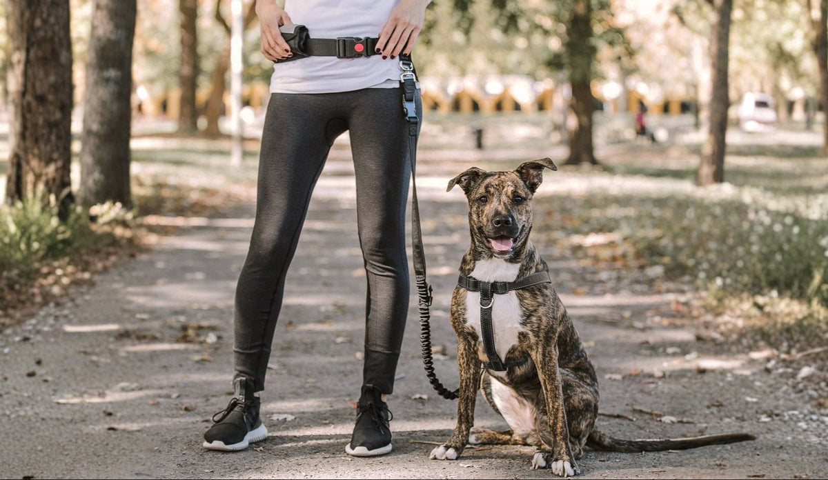 waist belt hands free bungee leash