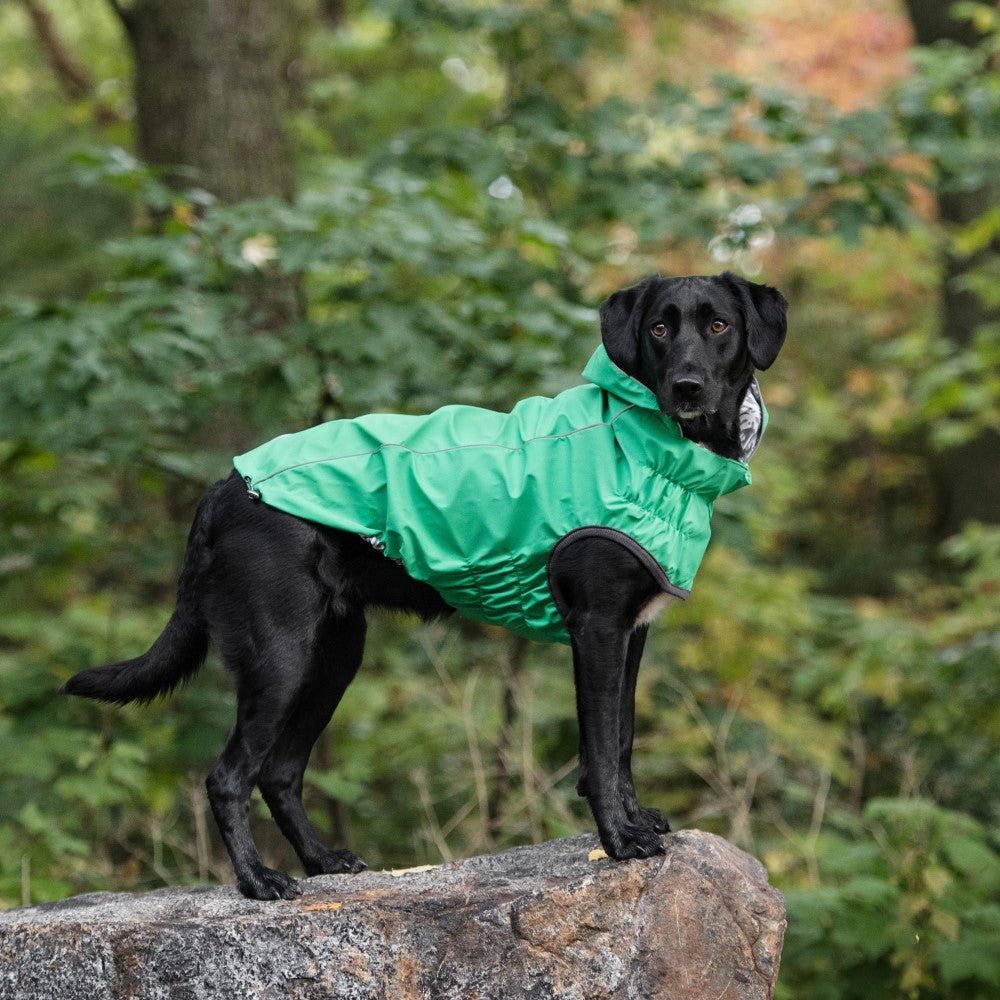 green dog rain coat