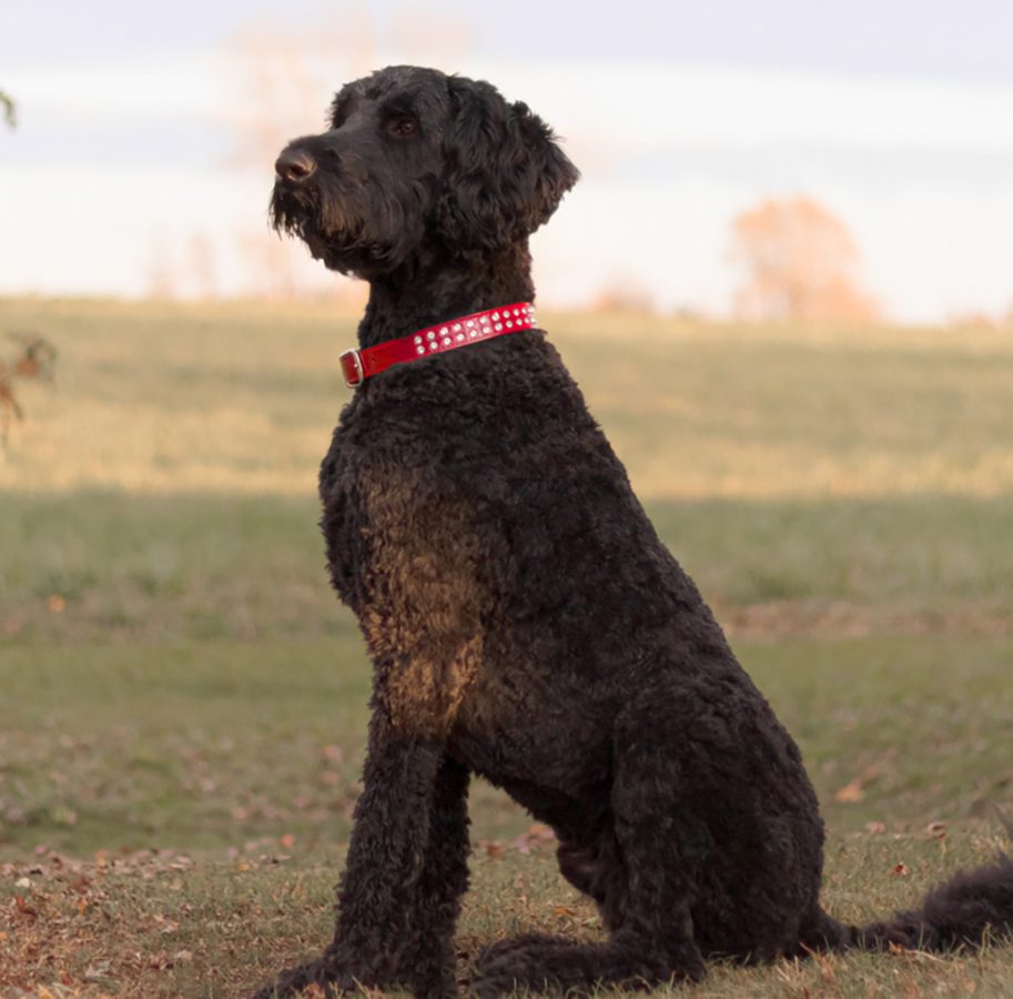 SoHo Patent Leather Crystal Dog Collar