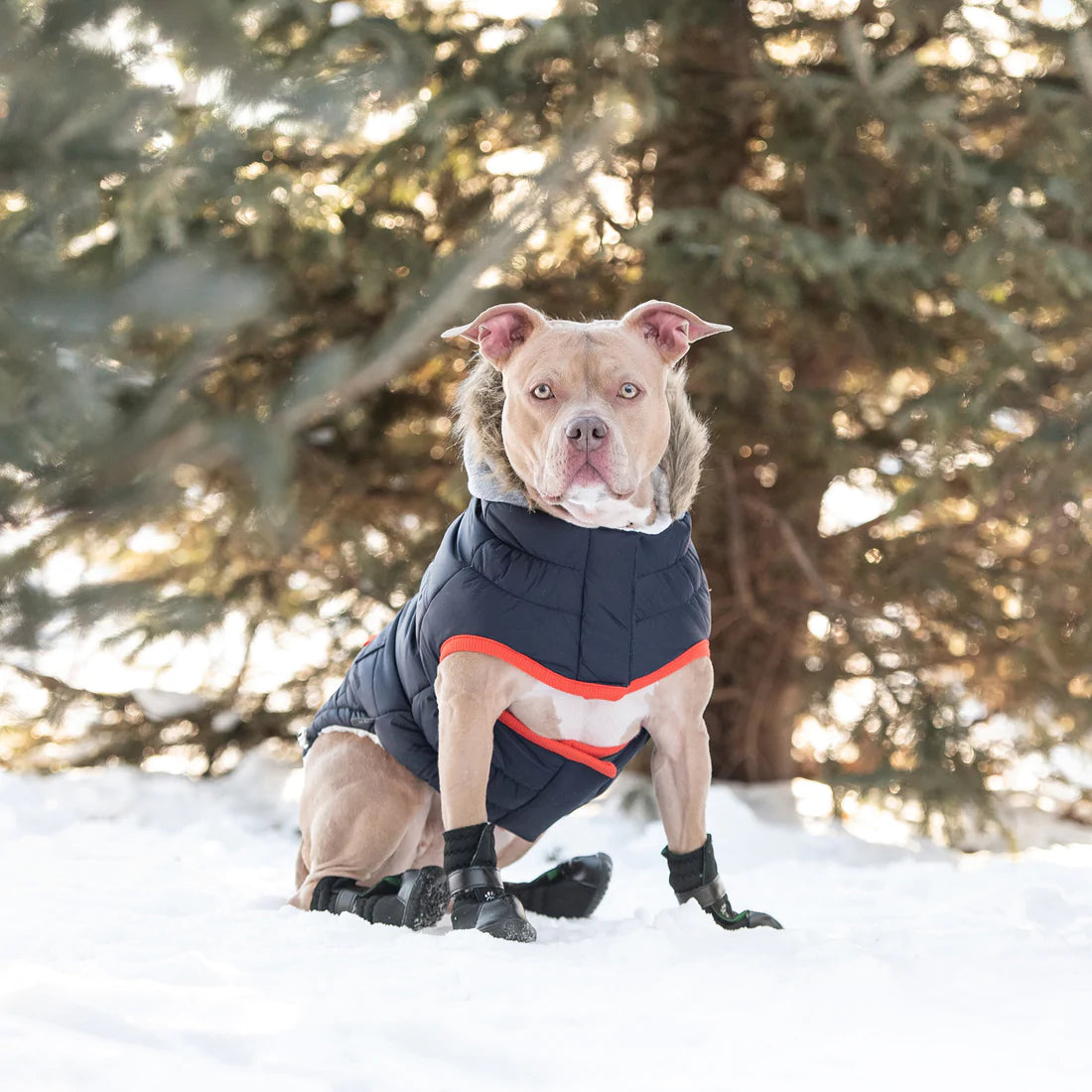 Pit Bull Dog Winter coats