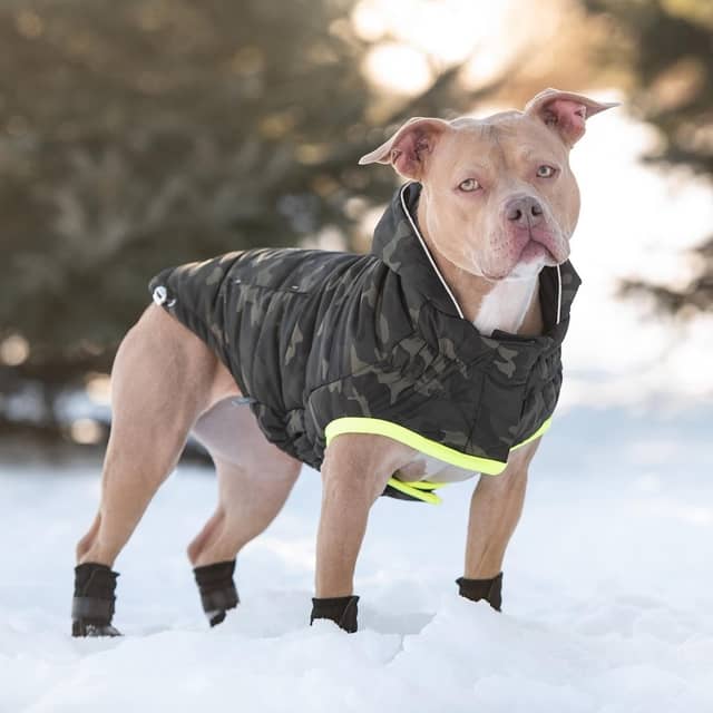 Pitbull Spiked Leather Plaid Dog Collar