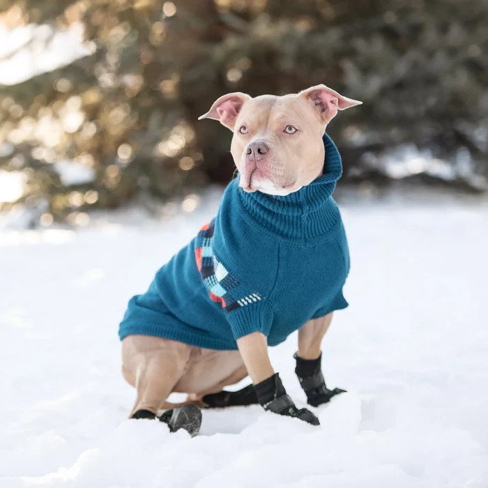 pitbull dog sweater