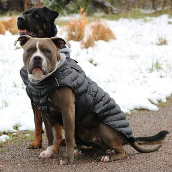 Coats for big dogs best sale