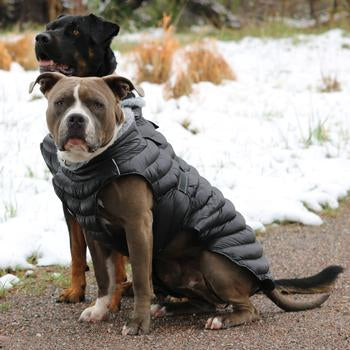 dog puffer coat