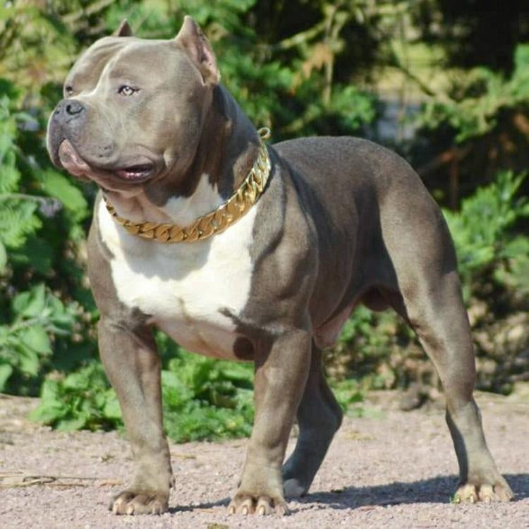 Pet Dog Curb Cuban Chain Collar Necklace For Pitbull Doberman