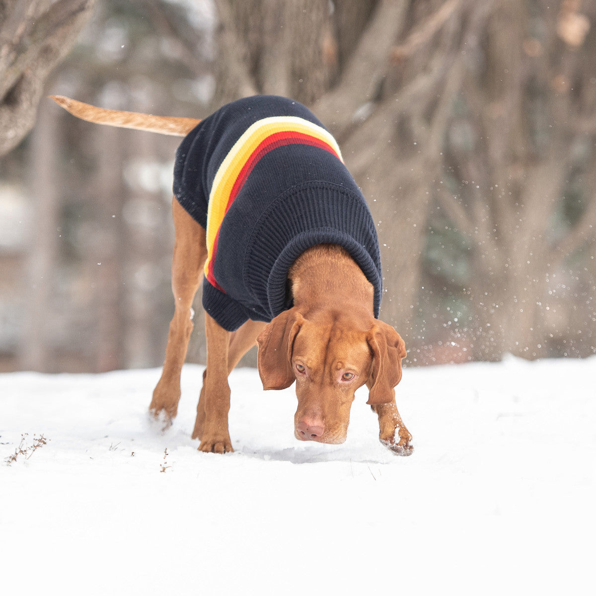 large dog sweater